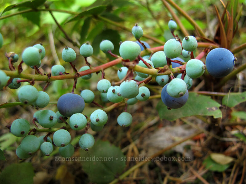 Oregon-grape berries (Mahonia nervosa (Berberis nervosa)) [Falls Creek, Gifford Pinchot Nat'l Forest, Skamania County, Washington]