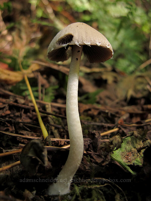 mushroom [Latourell Falls Trail, Multnomah County, Oregon]