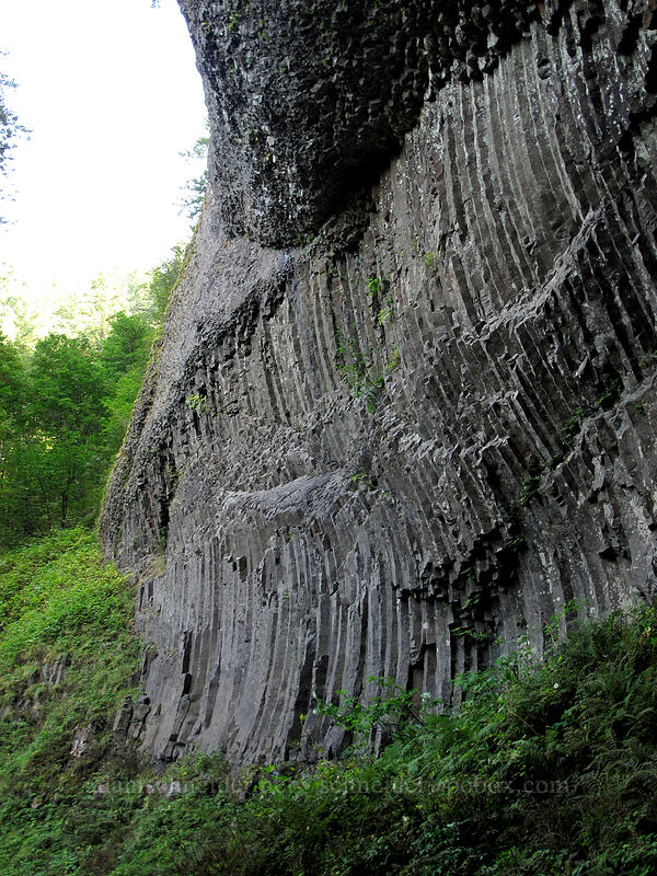 warped columnar basalt [Latourell Falls Trail, Multnomah County, Oregon]