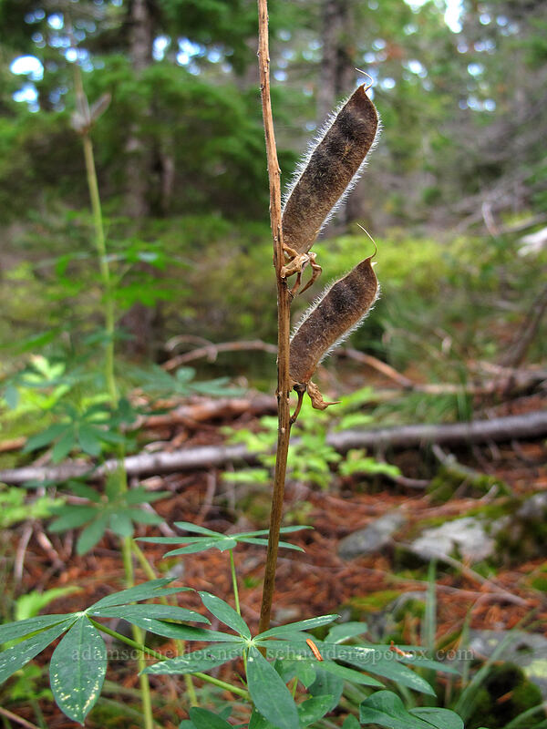 lupine seedpods (Lupinus sp.) [Warren Lake Trail, Columbia River Gorge, Hood River County, Oregon]