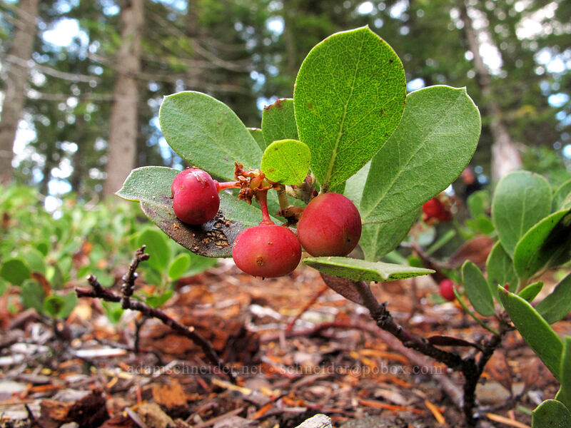 pine-mat manzanita berries (Arctostaphylos nevadensis) [Warren Lake Trail, Columbia River Gorge, Hood River County, Oregon]