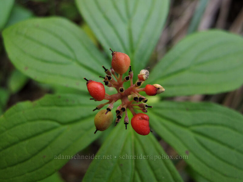 bunchberries (Cornus unalaschkensis (Cornus canadensis)) [Toutle Trail, Mt. St. Helens National Volcanic Monument, Cowlitz County, Washington]