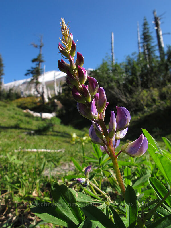 lupine (Lupinus latifolius) [Loowit Trail, Mt. St. Helens National Volcanic Monument, Skamania County, Washington]