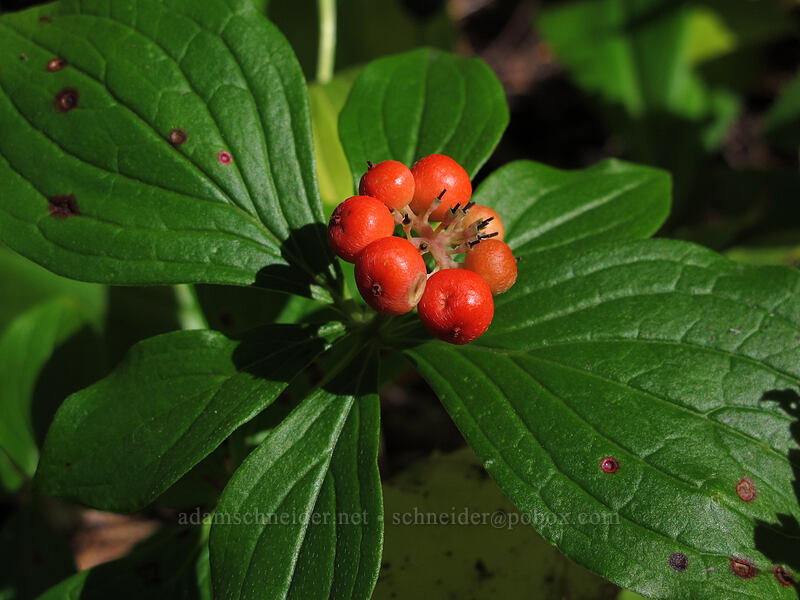 bunchberries (Cornus unalaschkensis) [Toutle Trail, Mt. St. Helens National Volcanic Monument, Cowlitz County, Washington]