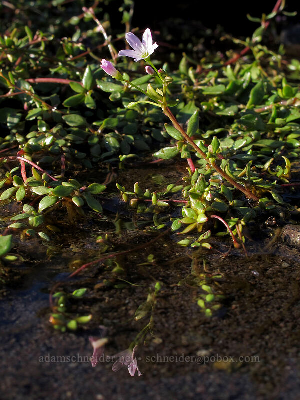 Little-leaf montia (Montia parvifolia (Claytonia parvifolia)) [Coldspring Creek, Mt. St. Helens National Volcanic Monument, Cowlitz County, Washington]