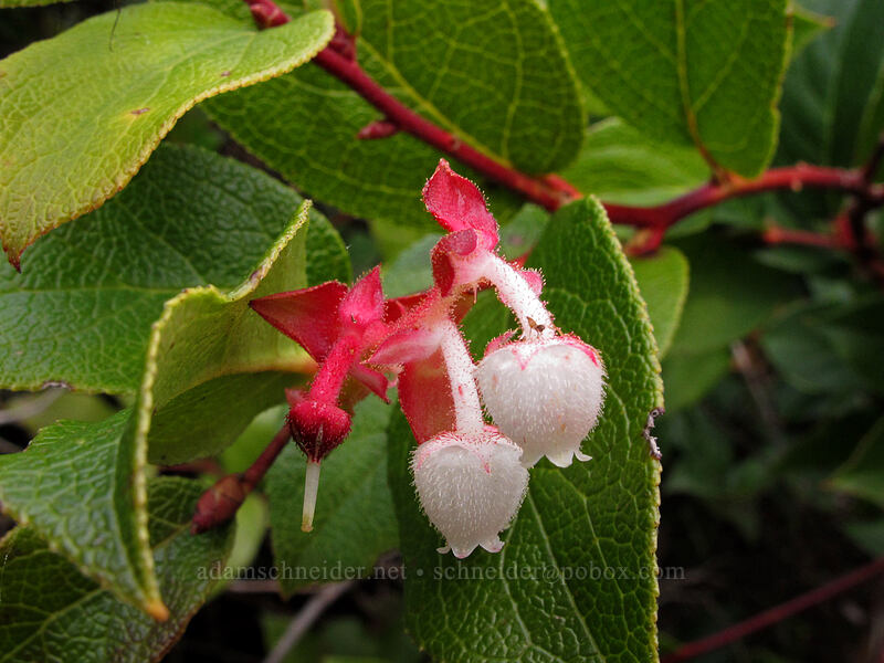 salal flowers (Gaultheria shallon) [Cape Lookout State Park, Tillamook County, Oregon]