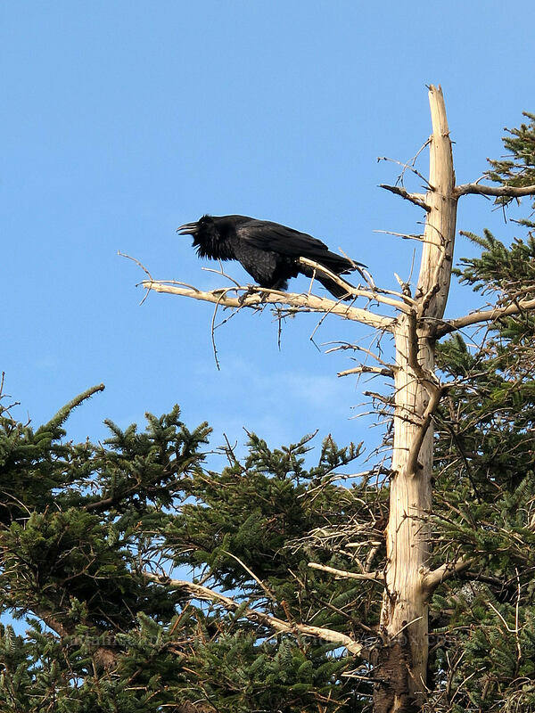 raven (Corvus corax) [Cape Lookout State Park, Tillamook County, Oregon]