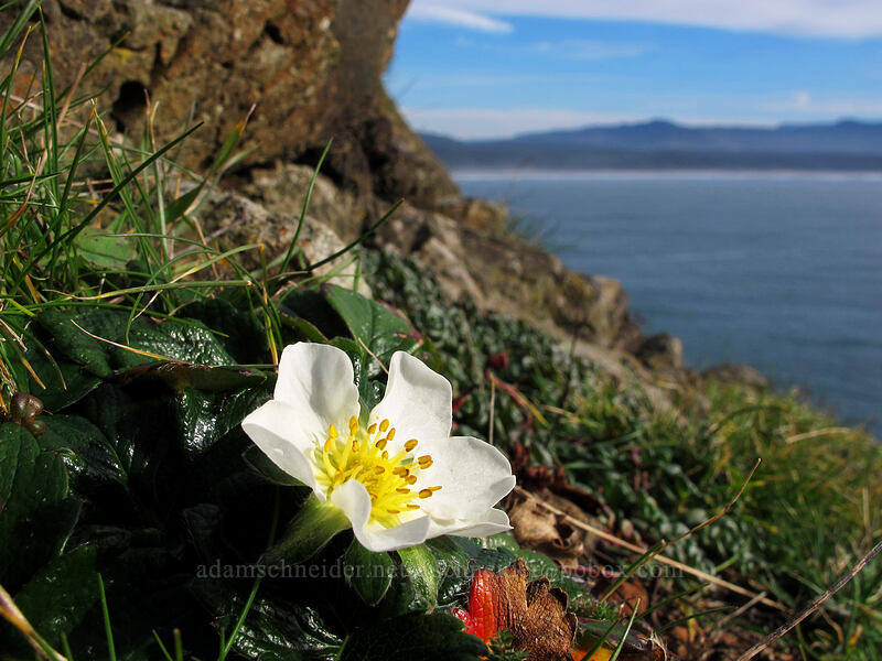 beach strawberry flower (Fragaria chiloensis) [Cape Lookout State Park, Tillamook County, Oregon]