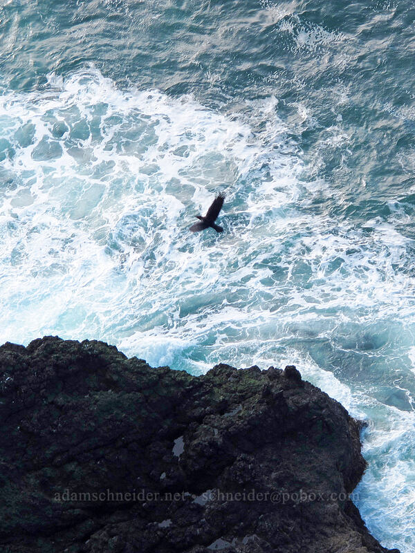 raven above the surf (Corvus corax) [Cape Lookout State Park, Tillamook County, Oregon]