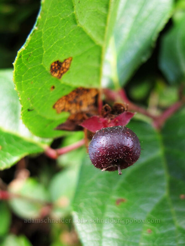 salal berry (Gaultheria shallon) [Cape Lookout State Park, Tillamook County, Oregon]