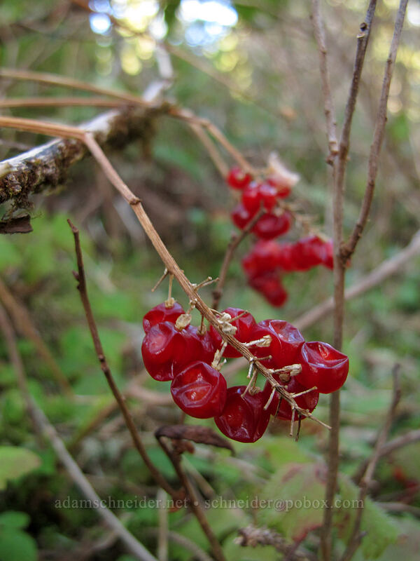 false lily-of-the-valley berries (Maianthemum dilatatum) [Cape Lookout State Park, Tillamook County, Oregon]