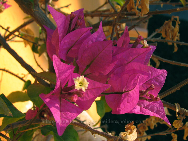 bougainvillea (Bougainvillea sp.) [Posada Real, San Jose del Cabo, Los Cabos, Baja California Sur, Mexico]