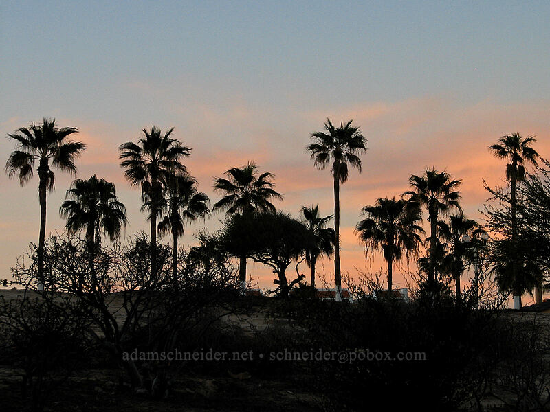 palm trees at sunset [Posada Real, San Jose del Cabo, Los Cabos, Baja California Sur, Mexico]