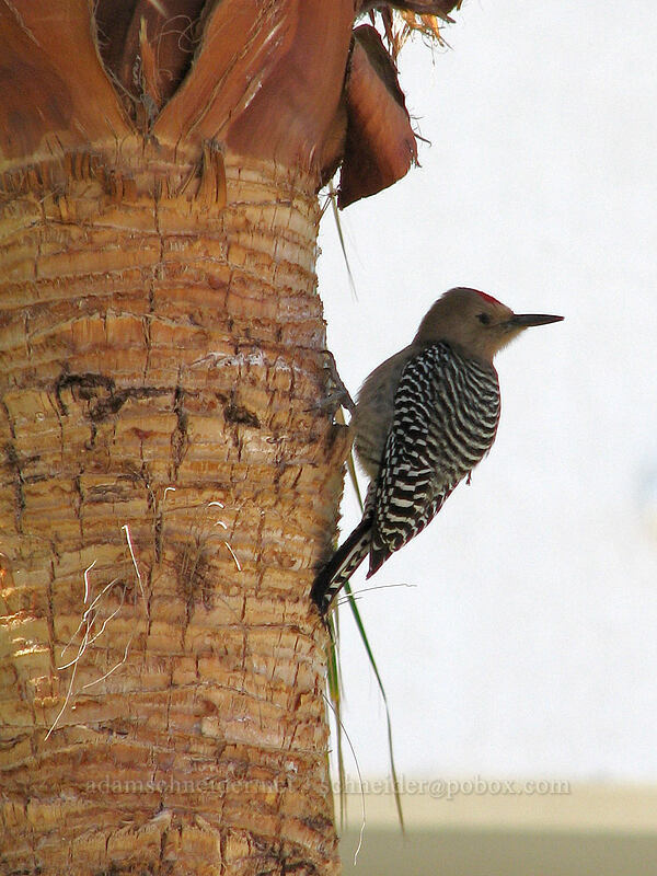gila woodpecker (Melanerpes uropygialis) [Posada Real, San Jose del Cabo, Los Cabos, Baja California Sur, Mexico]