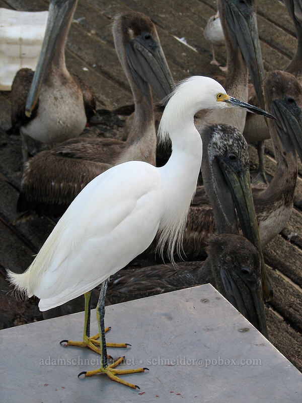 snowy egret (Egretta thula) [Boulevard Paseo de la Marina, Cabo San Lucas, Los Cabos, Baja California Sur, Mexico]