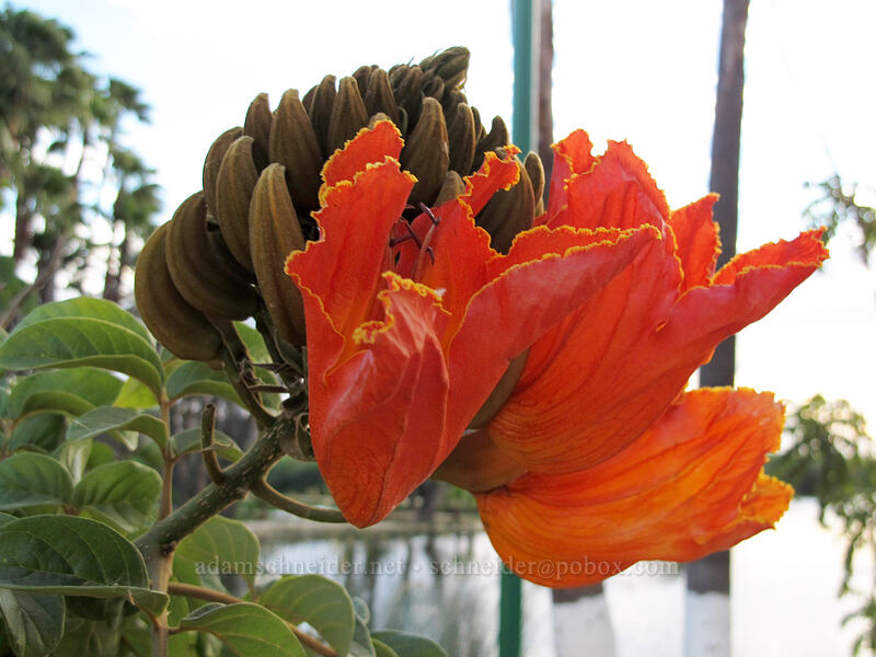 African tulip tree (Spathodea campanulata) [El Presidente Hotel, San Jose del Cabo, Los Cabos, Baja California Sur, Mexico]