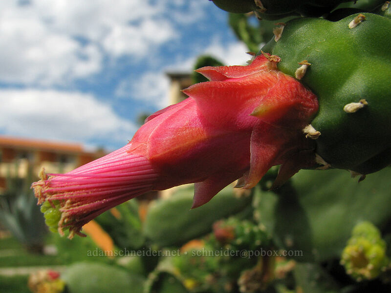 cactus flower [Posada Real, San Jose del Cabo, Los Cabos, Baja California Sur, Mexico]