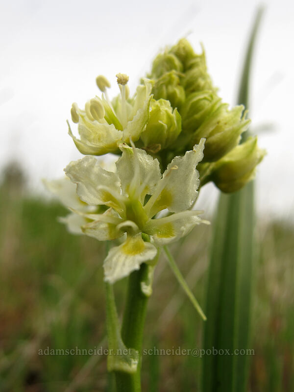meadow death-camas (Toxicoscordion venenosum (Zigadenus venenosus)) [Catherine Creek, Klickitat County, Washington]