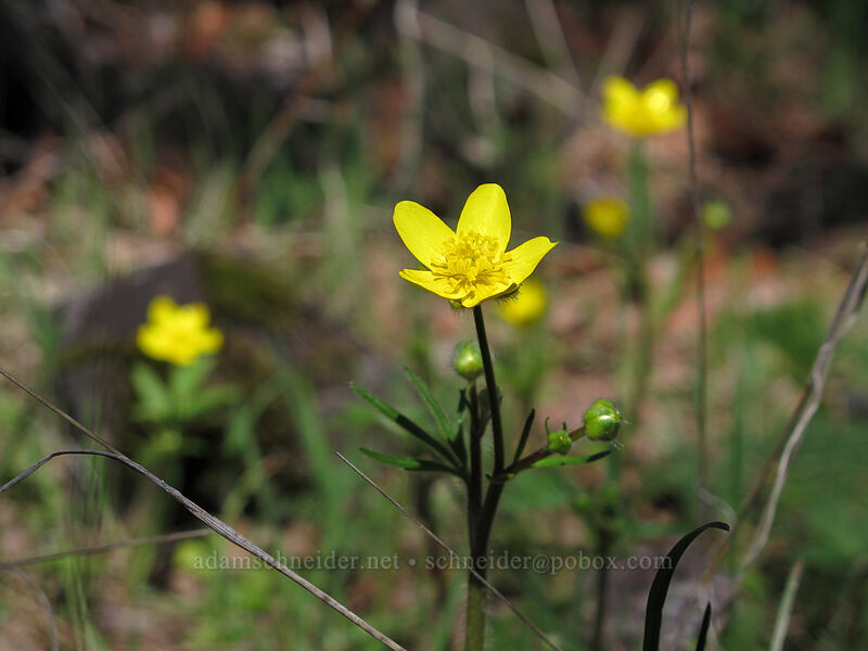 western buttercups (Ranunculus occidentalis) [Catherine Creek, Klickitat County, Washington]