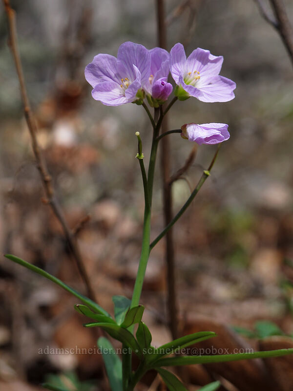 oaks toothwort (Cardamine nuttallii) [Catherine Creek, Klickitat County, Washington]