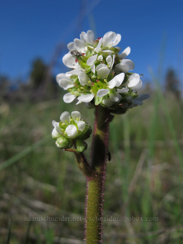 whole-leaf saxifrage (Micranthes integrifolia (Saxifraga integrifolia)) [Catherine Creek, Klickitat County, Washington]
