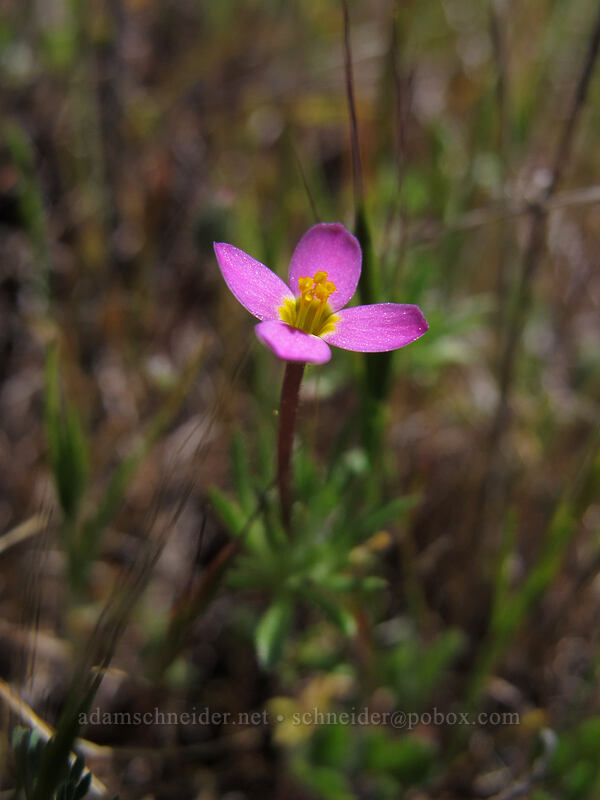 baby stars (Leptosiphon bicolor (Linanthus bicolor)) [Tom McCall Preserve, Wasco County, Oregon]
