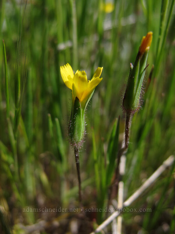 annual agoseris (Agoseris heterophylla) [Tom McCall Preserve, Wasco County, Oregon]