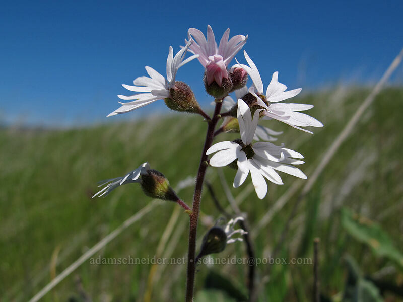 prairie stars (Lithophragma parviflorum) [Tom McCall Preserve, Wasco County, Oregon]