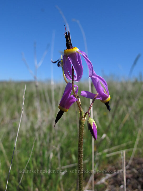 shooting stars (Dodecatheon poeticum (Primula poetica)) [Tom McCall Preserve, Wasco County, Oregon]