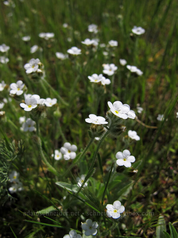 popcorn flower (Plagiobothrys nothofulvus) [Tom McCall Preserve, Wasco County, Oregon]