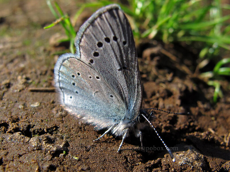 silvery blue butterfly (Glaucopsyche lygdamus) [Tom McCall Preserve, Wasco County, Oregon]