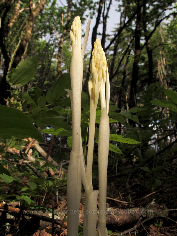 phantom orchid shoots (Cephalanthera austiniae (Eburophyton austiniae)) [Dog Mountain Trail, Gifford Pinchot National Forest, Skamania County, Washington]