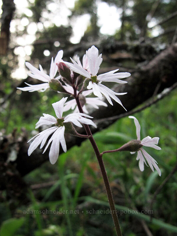 woodland stars (Lithophragma parviflorum) [Dog Mountain Trail, Gifford Pinchot National Forest, Skamania County, Washington]