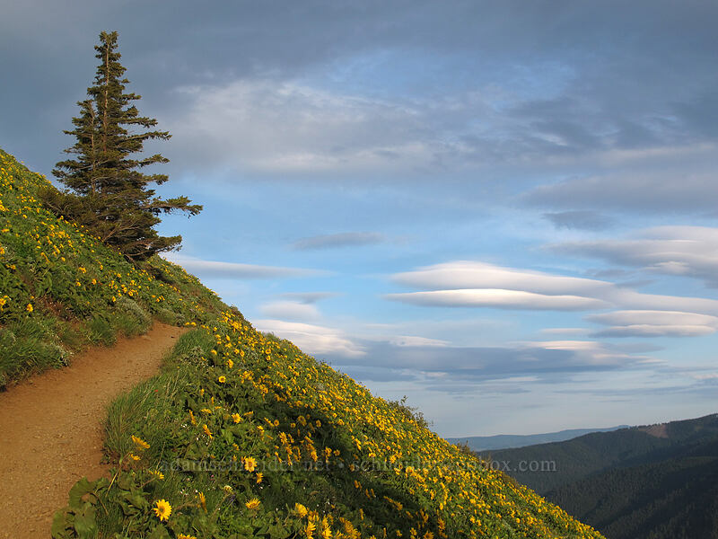 balsamroot & lenticular clouds (Balsamorhiza sp.) [Dog Mountain Trail, Gifford Pinchot National Forest, Skamania County, Washington]