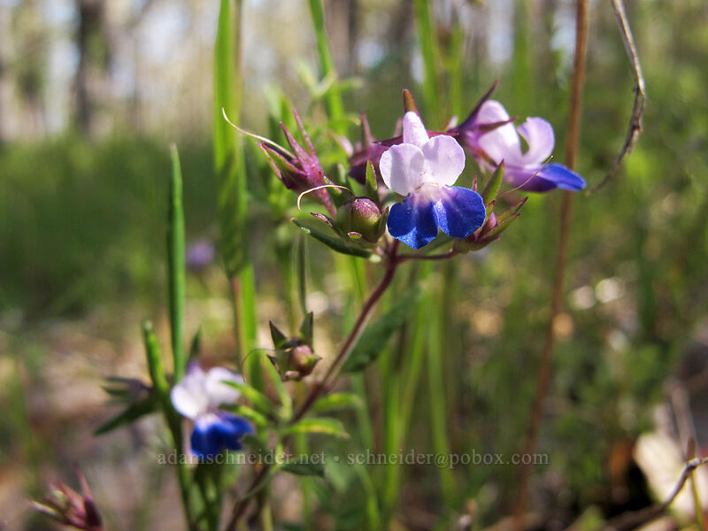 blue-eyed mary (Collinsia sp.) [Memaloose Hills, Mosier, Wasco County, Oregon]