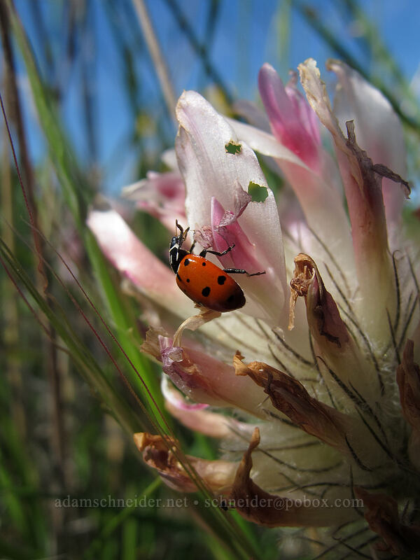 convergent ladybug on big-head clover (Hippodamia convergens, Trifolium macrocephalum) [Memaloose Hills, Mosier, Wasco County, Oregon]