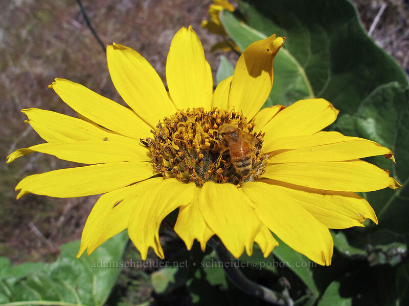 honeybee camouflaged on balsamroot (Apis mellifera, Balsamorhiza sp.) [Memaloose Hills, Mosier, Wasco County, Oregon]