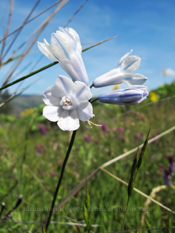 bi-colored cluster lily (Triteleia grandiflora var. howellii (Brodiaea bicolor)) [Memaloose Hills, Mosier, Wasco County, Oregon]