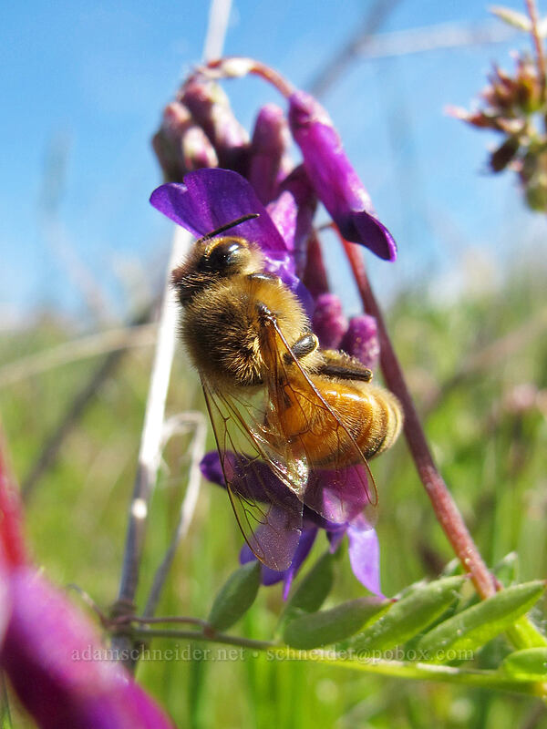 honeybee on woolly vetch (Apis mellifera, Vicia villosa) [Memaloose Hills, Mosier, Wasco County, Oregon]