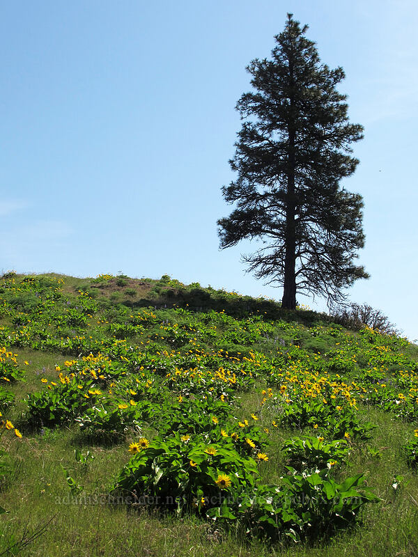 balsamroot & a pine tree (Balsamorhiza sp.) [Memaloose Hills, Mosier, Wasco County, Oregon]