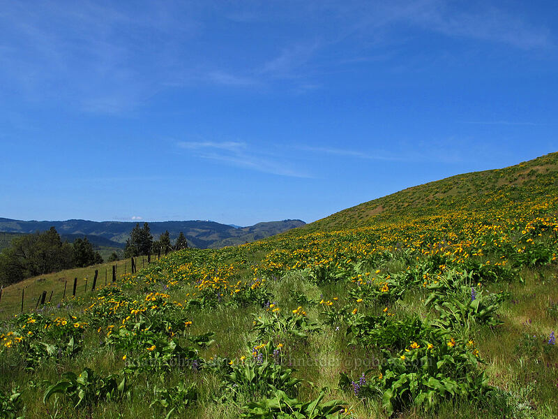 balsamroot (Balsamorhiza sp.) [Memaloose Hills, Mosier, Wasco County, Oregon]