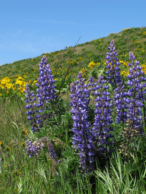 lupines & balsamroot (Lupinus sp., Balsamorhiza sp.) [Memaloose Hills, Mosier, Wasco County, Oregon]