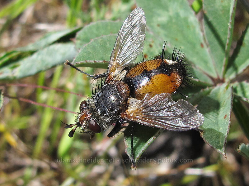 creepy-looking bristle fly (Peleteria sp.) [Memaloose Hills, Mosier, Wasco County, Oregon]