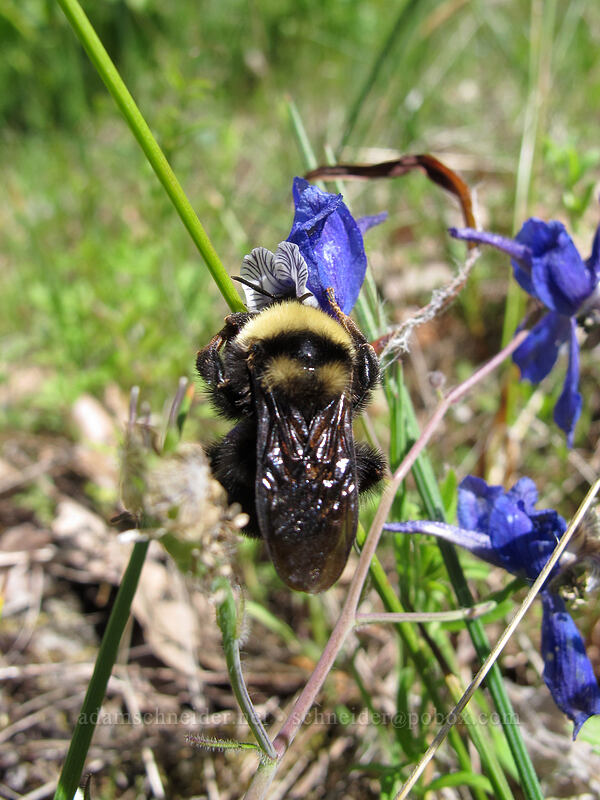 bumblebee on larkspur (Bombus sp., Delphinium nuttallianum) [Memaloose Hills, Mosier, Wasco County, Oregon]