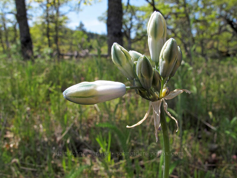 bi-colored cluster lily, budding (Triteleia grandiflora var. howellii (Brodiaea bicolor)) [Memaloose Hills, Mosier, Wasco County, Oregon]