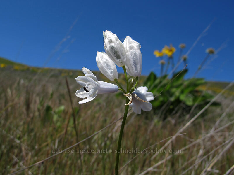 bi-colored cluster lily (Triteleia grandiflora var. howellii (Brodiaea bicolor)) [Seven-Mile Hill, Chenoweth, Wasco County, Oregon]