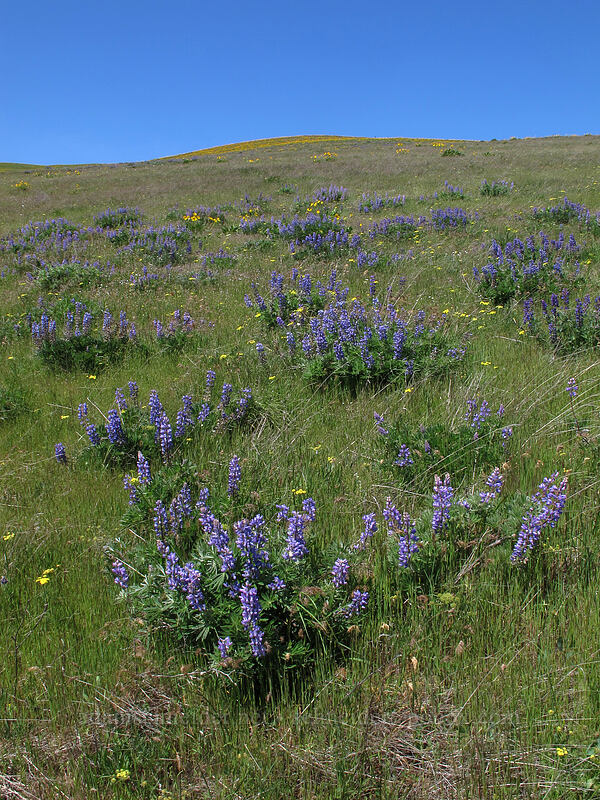 lupines (Lupinus sp.) [Seven-Mile Hill, Chenoweth, Wasco County, Oregon]
