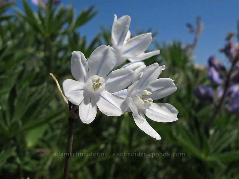 bi-colored cluster lily (Triteleia grandiflora var. howellii (Brodiaea bicolor)) [Seven-Mile Hill, Chenoweth, Wasco County, Oregon]