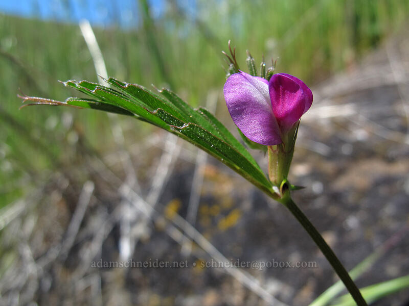 common vetch (Vicia sativa) [Seven-Mile Hill, Chenoweth, Wasco County, Oregon]