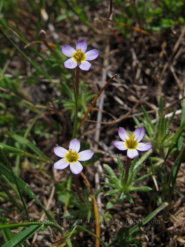 baby stars (Leptosiphon bicolor (Linanthus bicolor)) [Seven-Mile Hill, Chenoweth, Wasco County, Oregon]